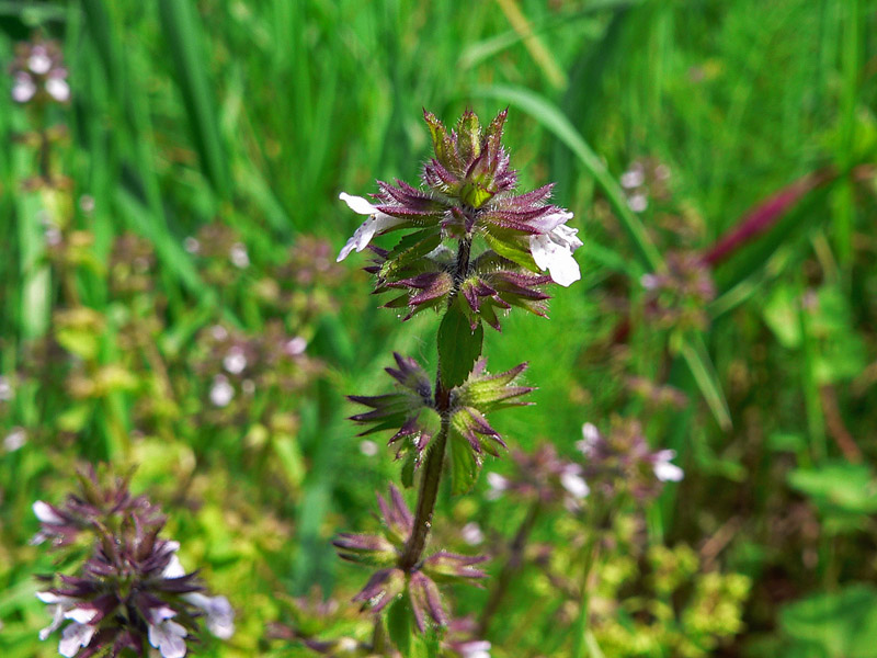 Stachys arvensis / Stregonia dei campi